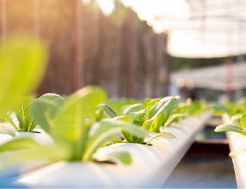 Hydroponic Lighting Virginia Beach | Supplies You Need for A Hydroponic Greenhouse