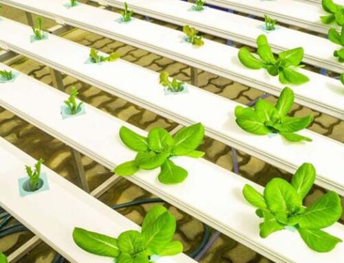 Choose The Right Lighting Option For Your Hydroponic Garden | Hydroponic Lighting In Virginia Beach