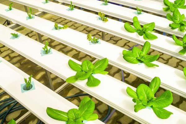 Choosing The Right Hydroponic System For Coastal Environments