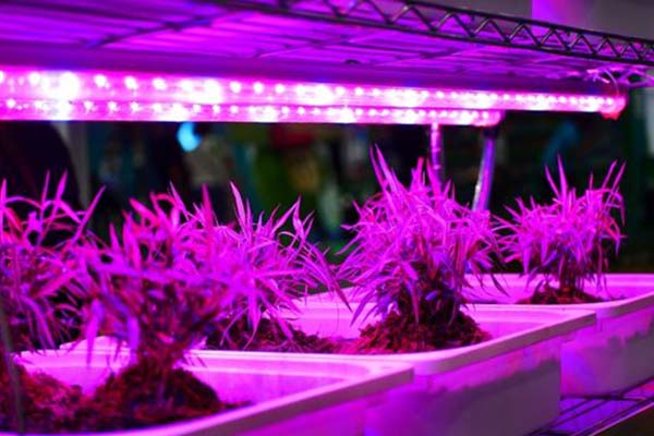 Optimizing Lighting and Temperature for Coastal Hydroponic Plants
