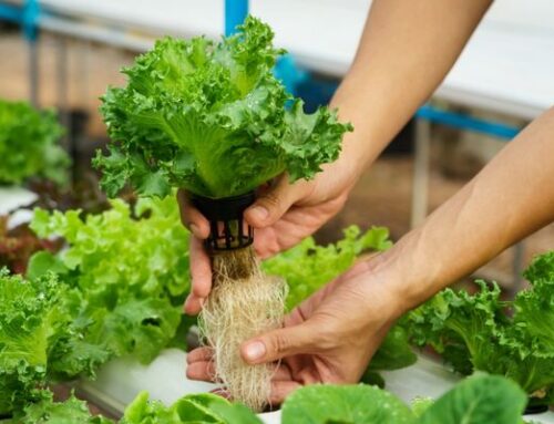 Are Hydroponic Vegetables As Healthy As Soil Grown Plants? | Hydroponic Supplements in Virginia Beach