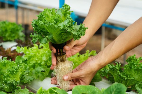 Hydroponic Supplements in Virginia Beach