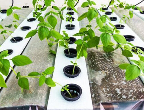 Why Hydroponic Lighting Is Essential For Plant Growth | Hydroponic Lighting in Virginia Beach