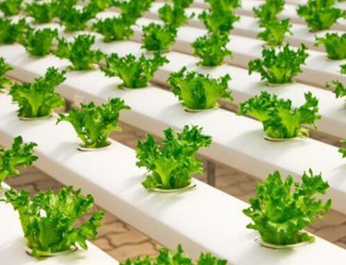 Pest Management For Hydroponic Growing in Virginia Beach