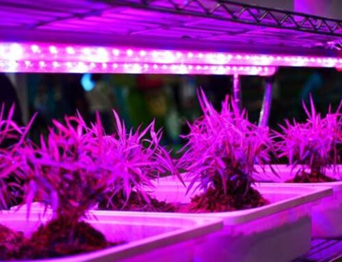 Types of Plant Lighting for Hydroponic Systems | Plant Lighting in Virginia Beach