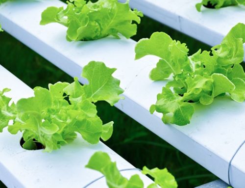 Why Are Hydroponic Supplements Key to High-Yield Gardens? | Virginia Beach, VA
