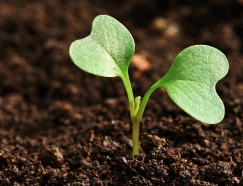 The Science Behind Hydroponic Supplements and Plant Growth | Virginia Beach, VA