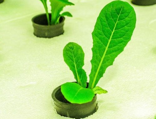 Maximizing Yield with Hydroponic Supplements | Virginia Beach, VA
