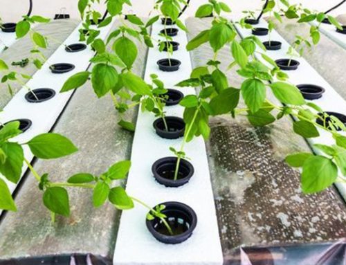 Top Hydroponic Systems for Indoor Gardens | Hydroponic Systems in Virginia Beach, VA