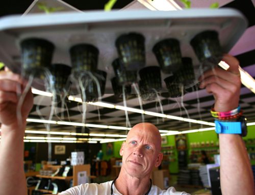 How to Grow Your Own Hydroponic Vegetables: A Year-Round Guide | Hydroponic Growing in Virginia Beach