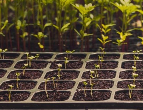 The Benefits of Hydroponic Systems for Urban Gardening | Virginia Beach