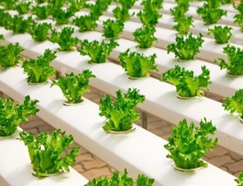 Key Components of Hydroponic Lighting in Norfolk, VA