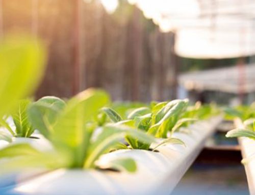 3 Ways to Optimize Your Medicinal Grow Yields | LED Grow Lights in Chesapeake, VA