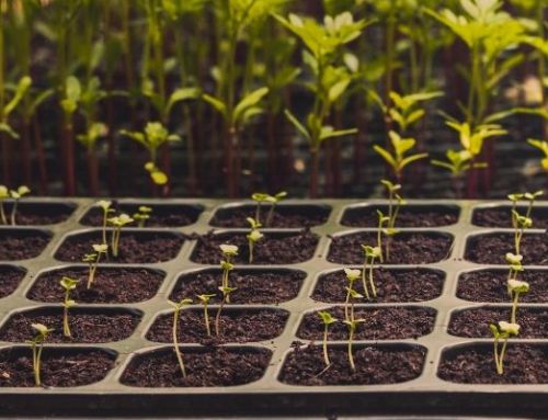 The Budding Farmer’s First Stop: The Local Grow Shop | Norfolk, VA