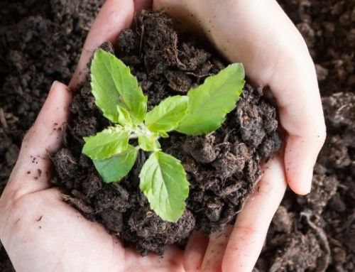 What New Growers Must Know About Cannabis Testing in Norfolk, VA