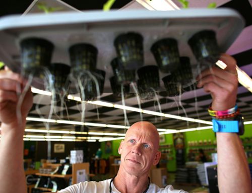 How Cannabis Testing Safeguards Consumer Health | Virginia Beach