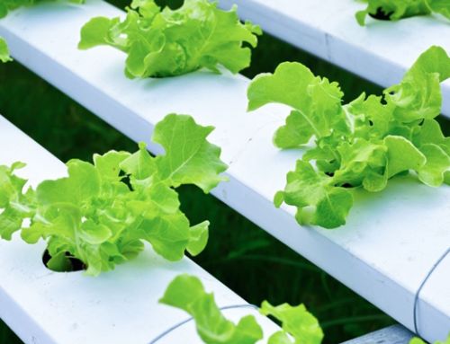 How Hydroponic Systems Are Changing Home Gardening | Chesapeake, VA
